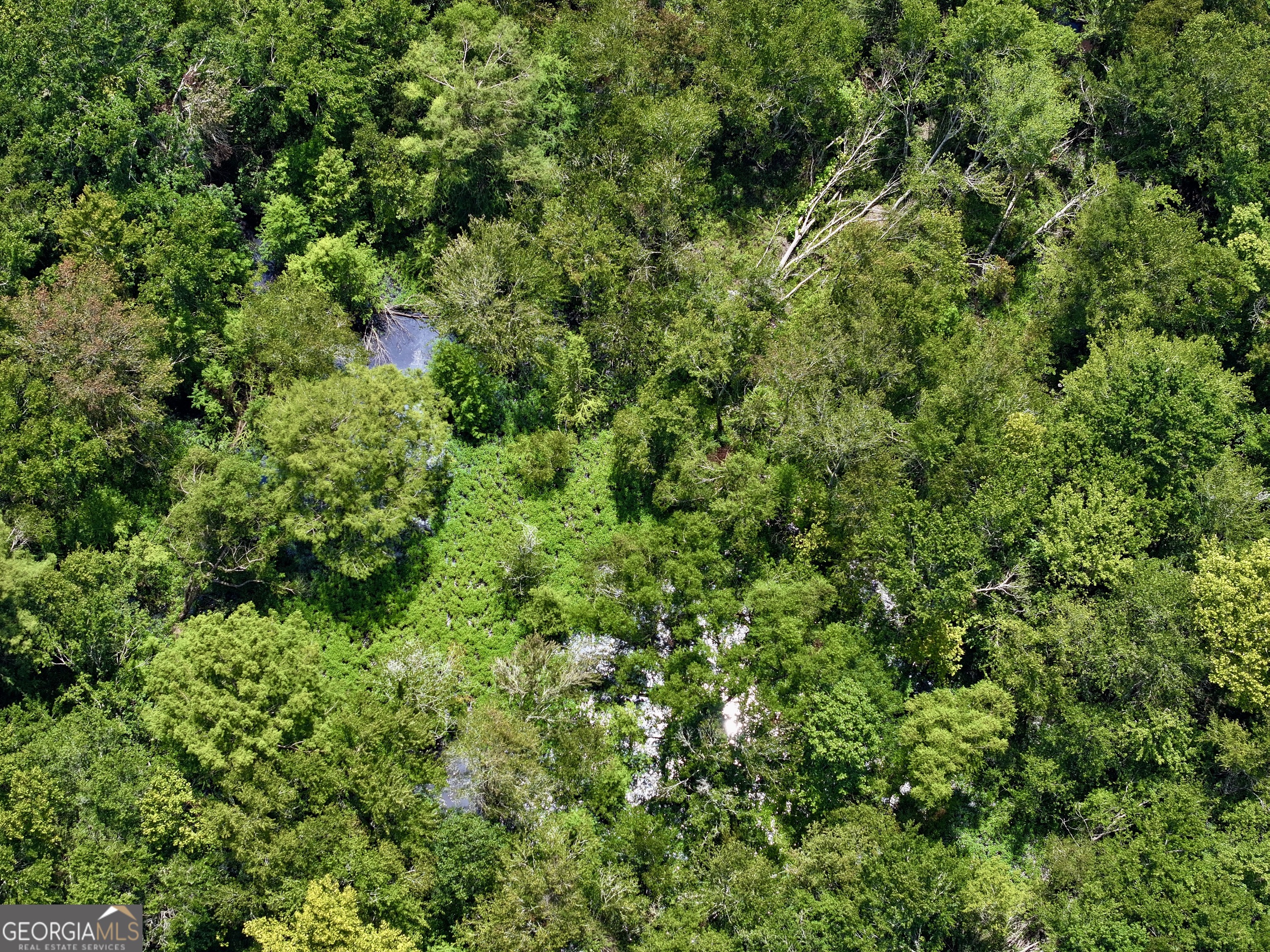 0 Liberty Grove Church Road Wrightsville, GA 31096 - Photo 38 of 46 a view of a lush green forest with lots of trees