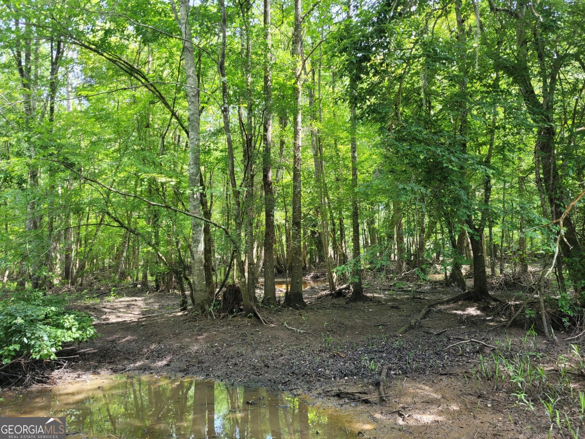 0 Liberty Grove Church Road Wrightsville, GA 31096 - Photo 8 of 46 a view of a forest with trees