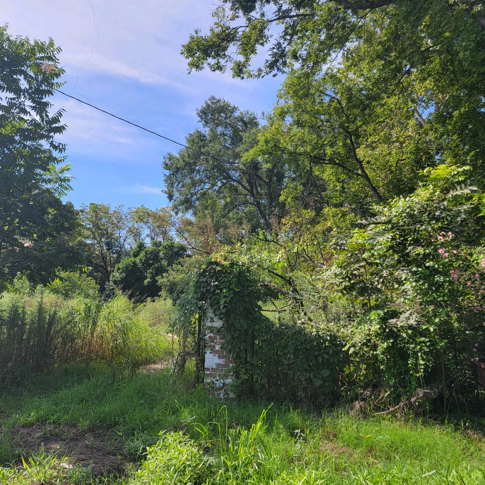 38 East Cypress Street Other, AR 72021 - Photo 6 of 12 a view of a lush green forest