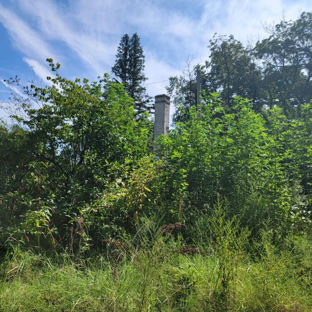 38 East Cypress Street Other, AR 72021 - Photo 10 of 12 a close up of a plant in a garden