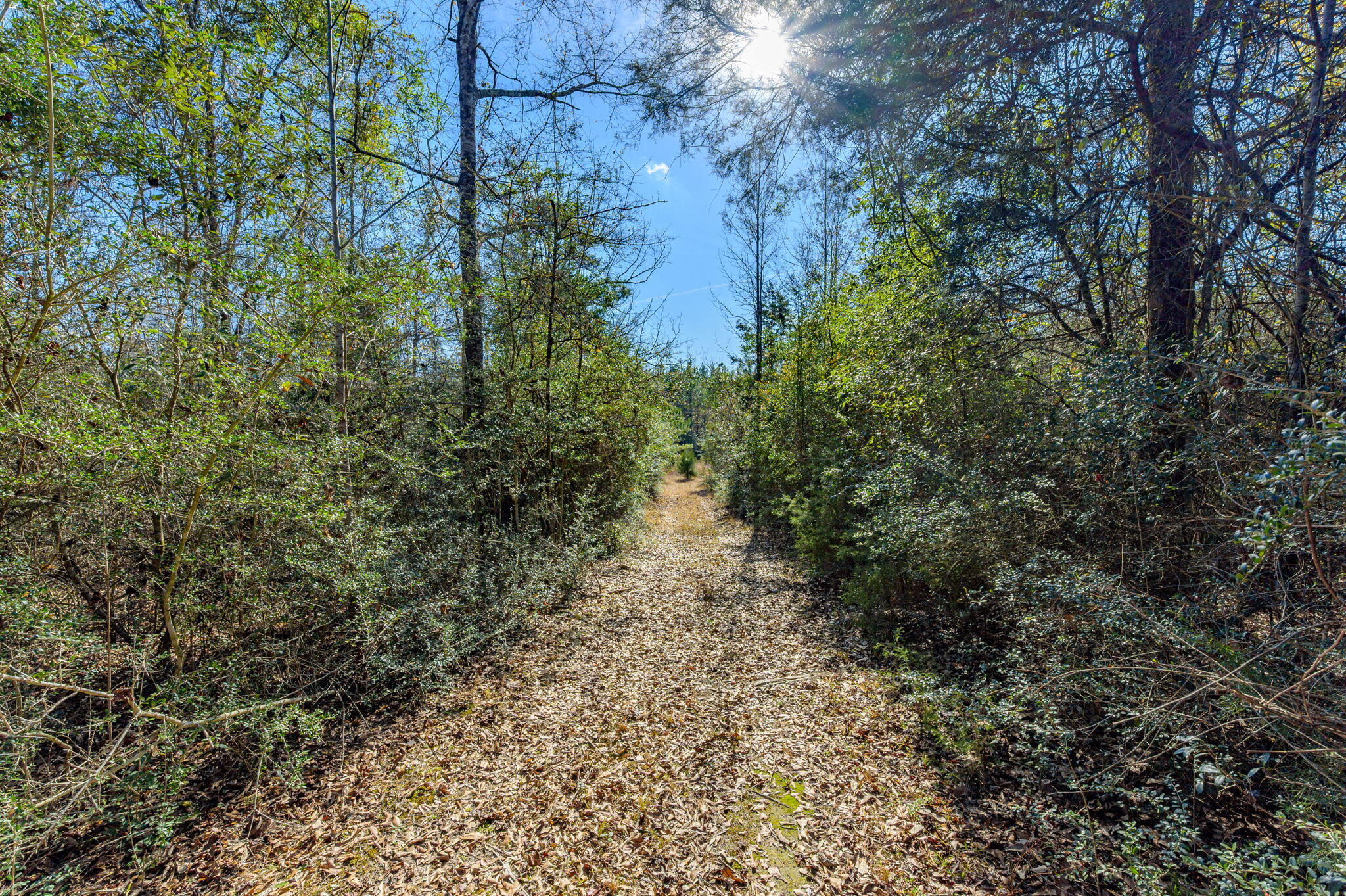 13567 Cotton Road Andalusia, AL 36420 - Photo 12 of 60 50-web-or-mls-13567-cotton-rd