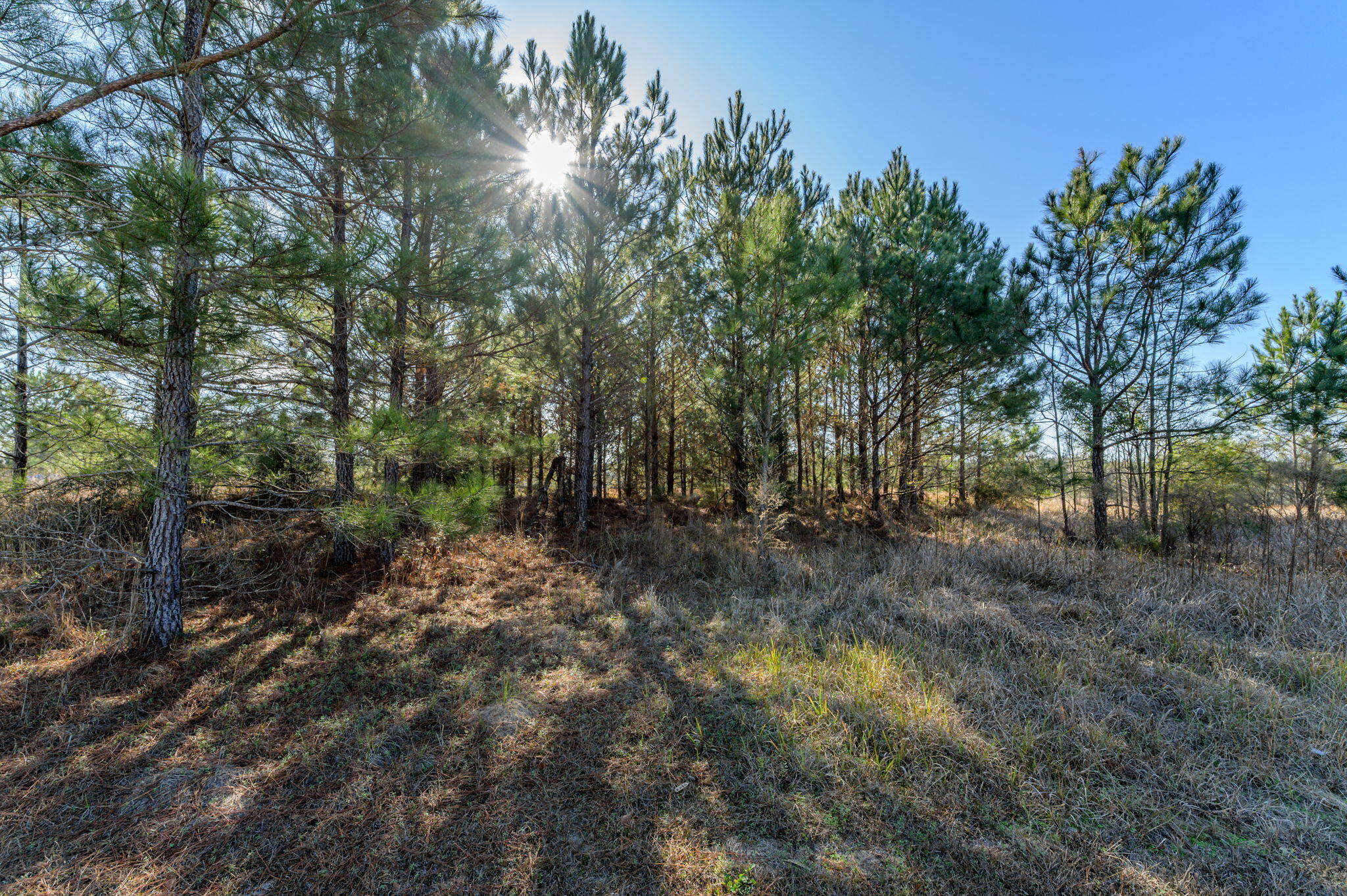 13567 Cotton Road Andalusia, AL 36420 - Photo 15 of 60 a view of a forest with trees in the background