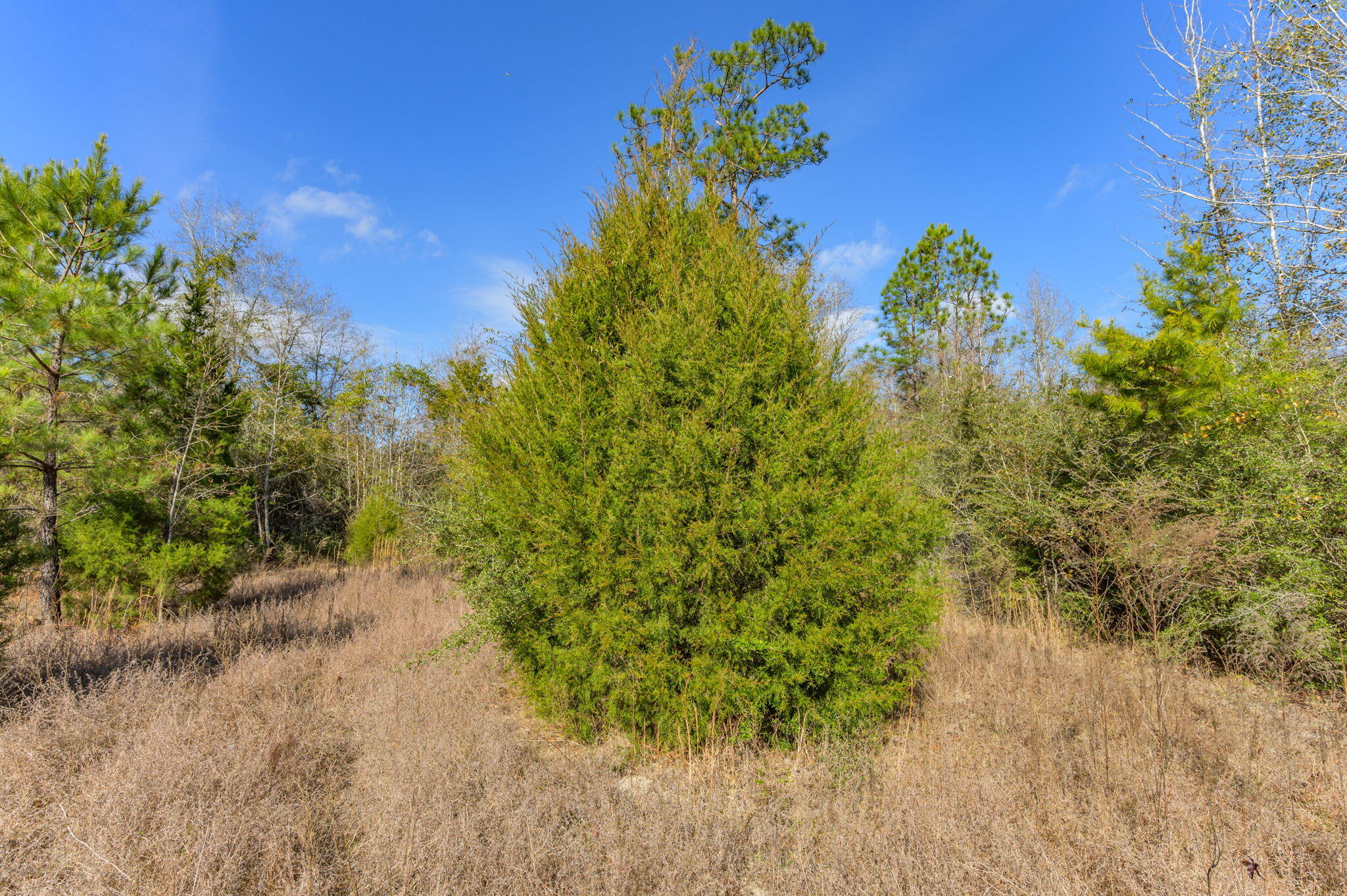 13567 Cotton Road Andalusia, AL 36420 - Photo 16 of 60 54-web-or-mls-13567-cotton-rd - Copy