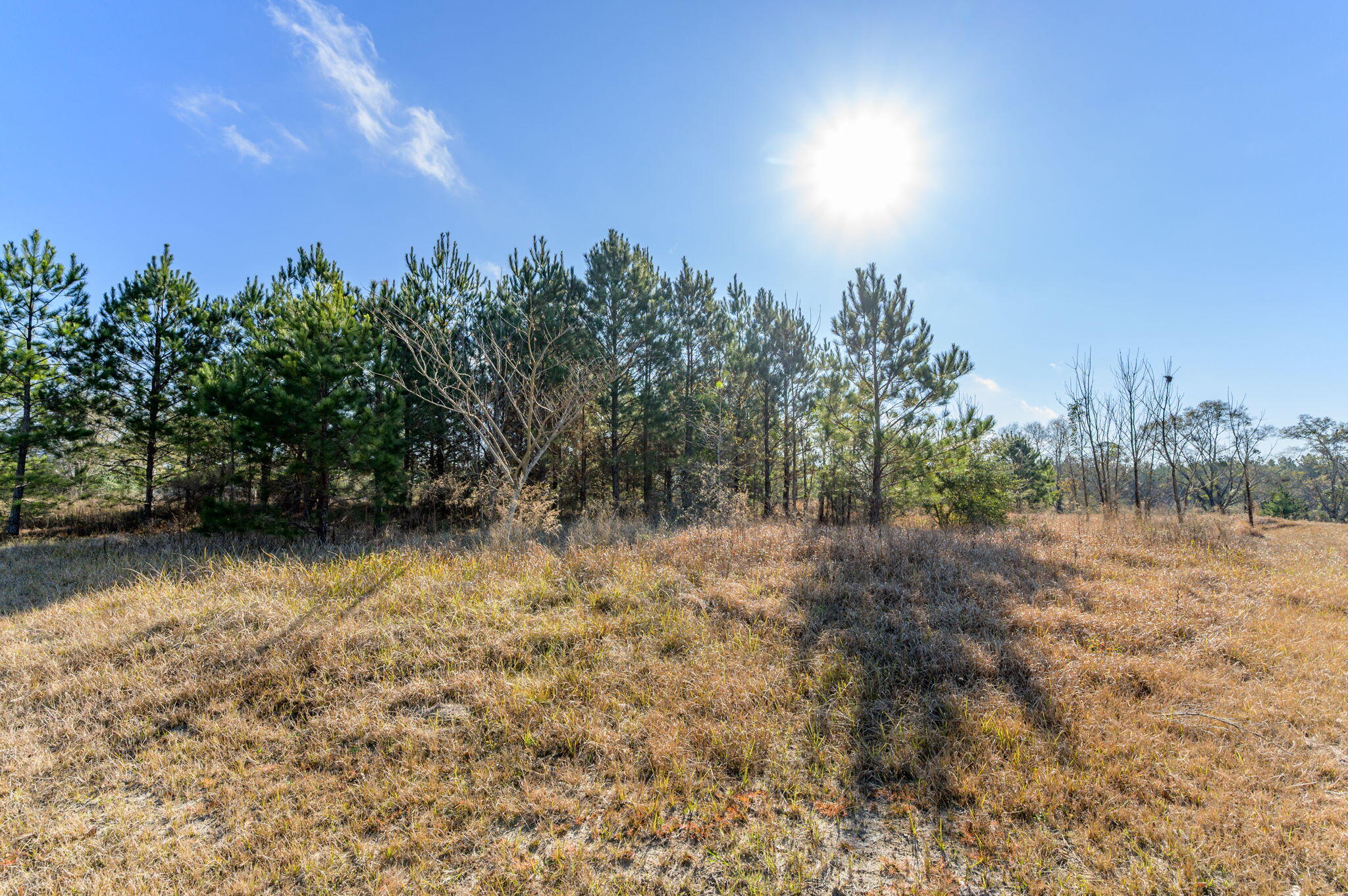 13567 Cotton Road Andalusia, AL 36420 - Photo 17 of 60 a view of a yard with a tree