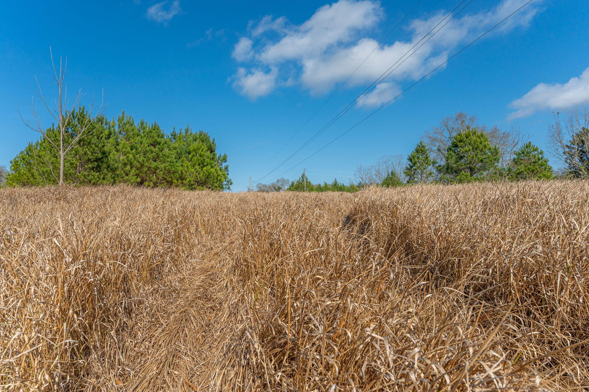 13567 Cotton Road Andalusia, AL 36420 - Photo 2 of 60 60-web-or-mls-13567-cotton-rd - Copy