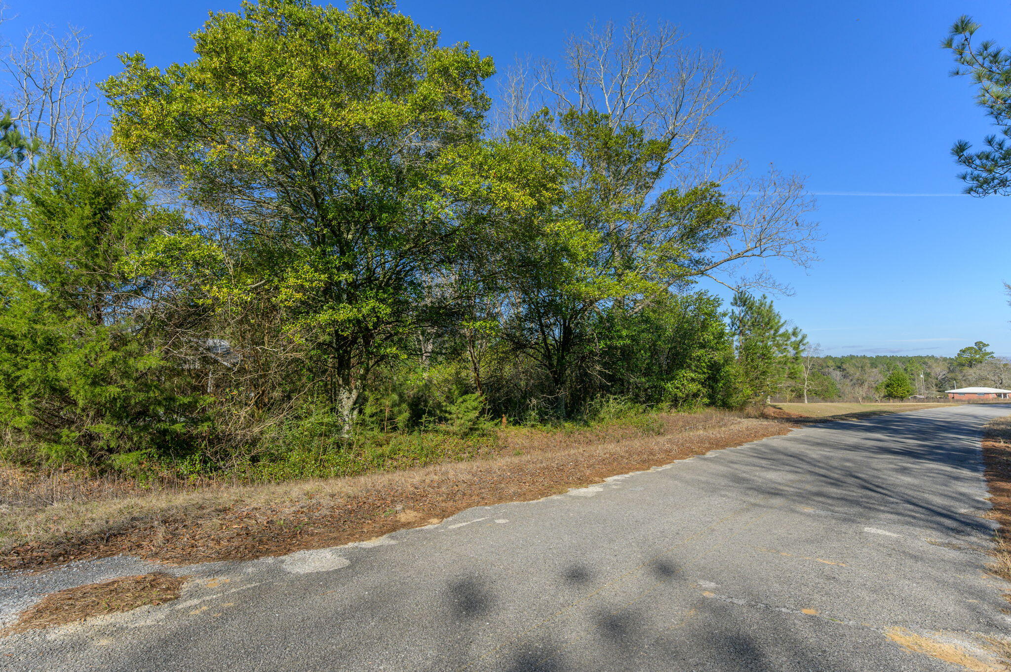 13567 Cotton Road Andalusia, AL 36420 - Photo 3 of 60 a view of a yard with a tree
