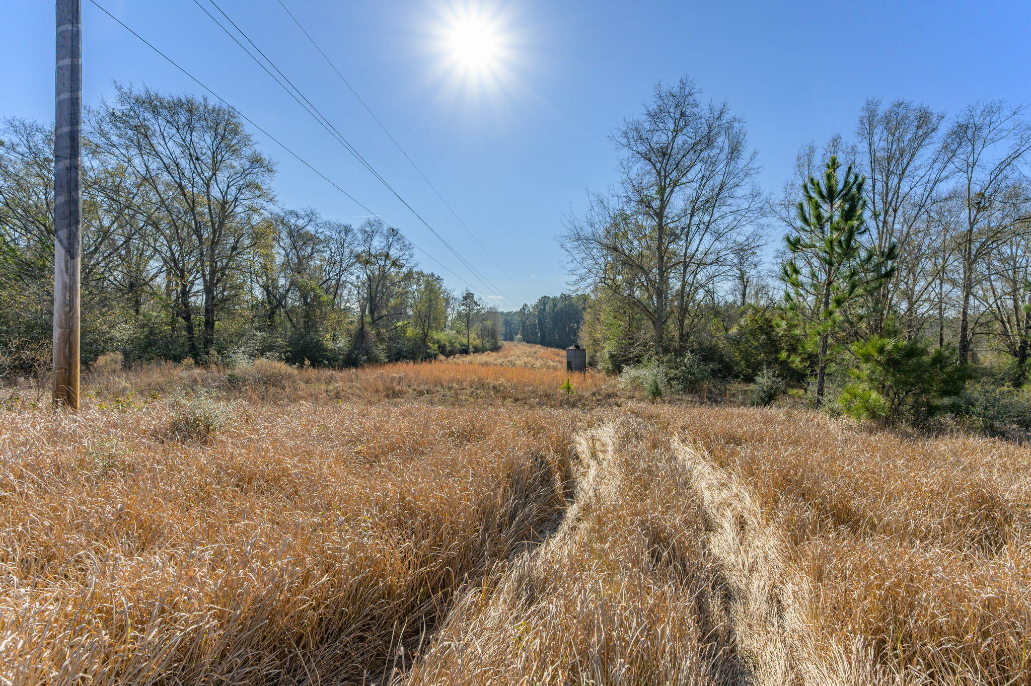 13567 Cotton Road Andalusia, AL 36420 - Photo 33 of 60 a view of a yard with a tree