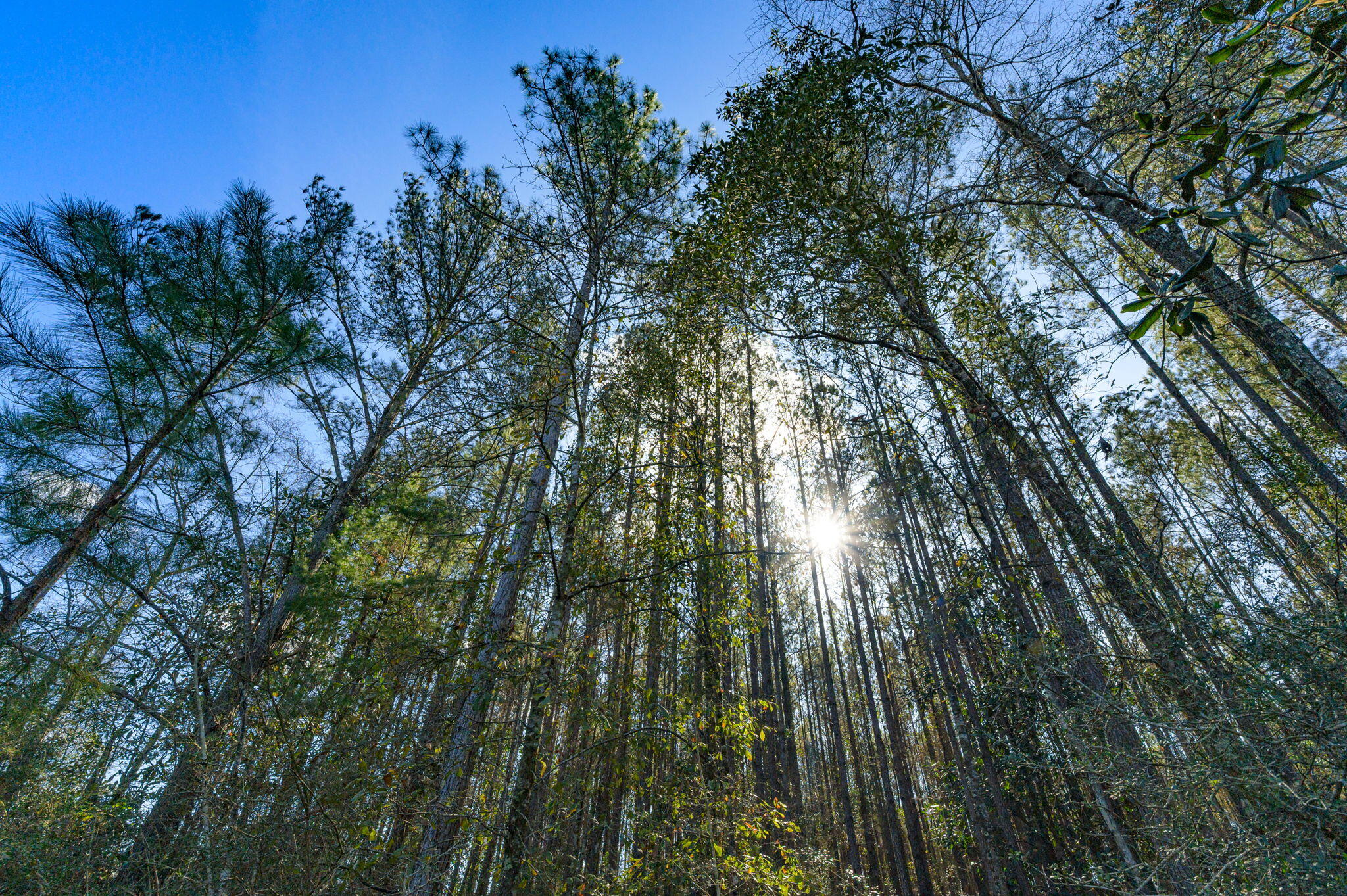 13567 Cotton Road Andalusia, AL 36420 - Photo 40 of 60 58-web-or-mls-13567-cotton-rd - Copy