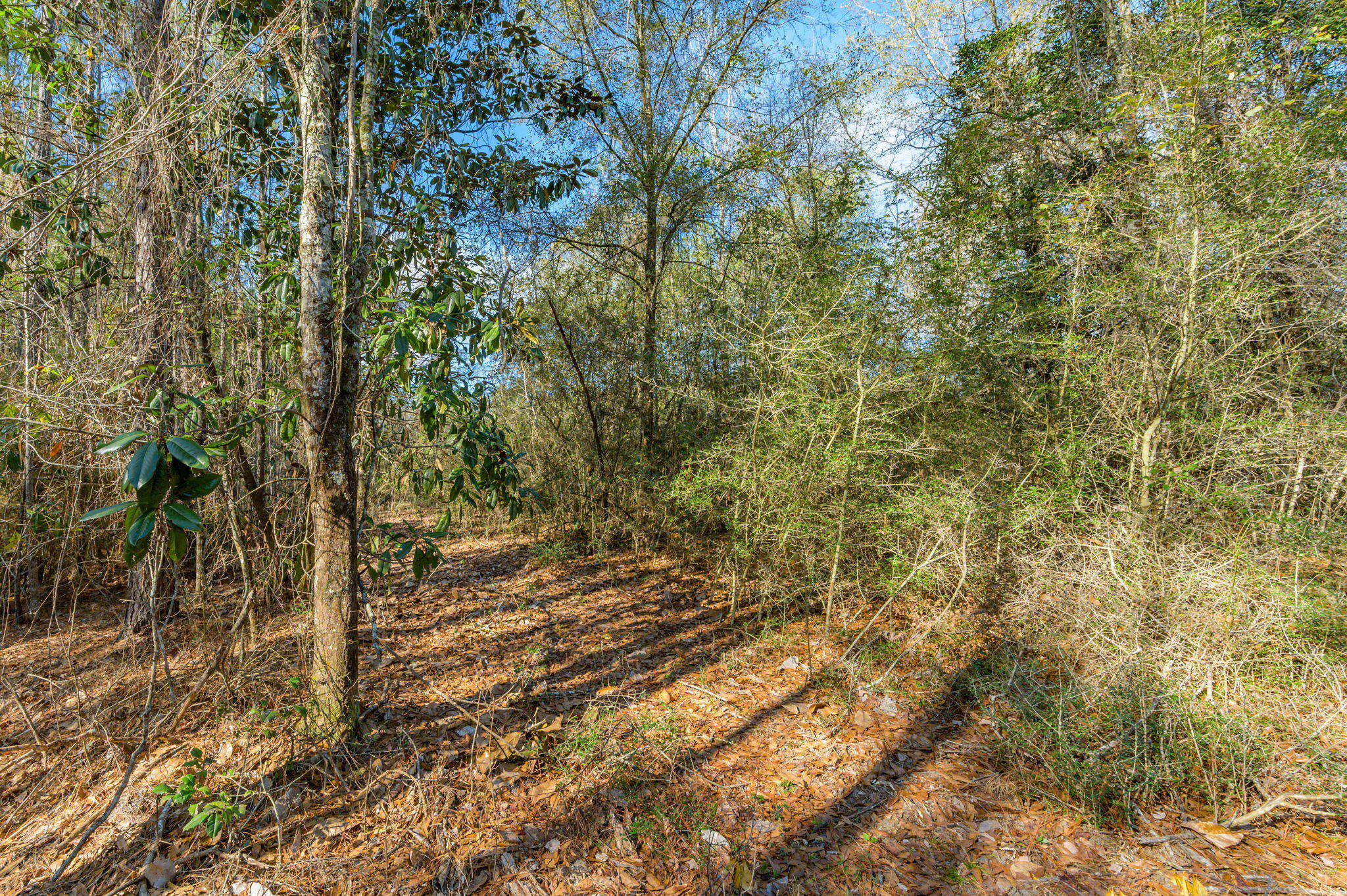 13567 Cotton Road Andalusia, AL 36420 - Photo 4 of 60 a view of a yard with plants and trees