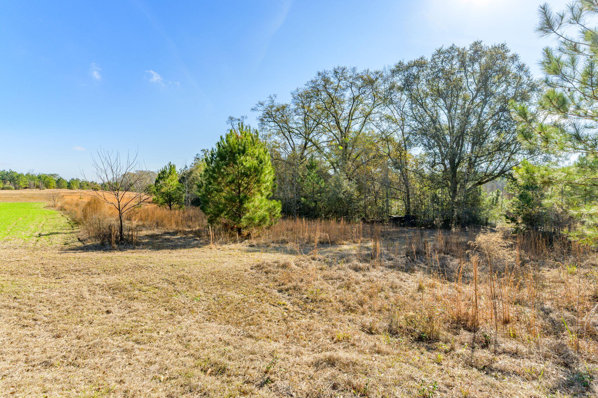 13567 Cotton Road Andalusia, AL 36420 - Photo 42 of 60 a view of a yard with a tree