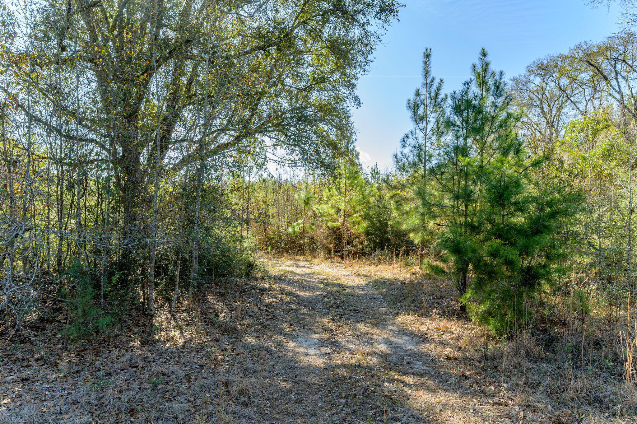 13567 Cotton Road Andalusia, AL 36420 - Photo 43 of 60 a view of a forest with trees in the background