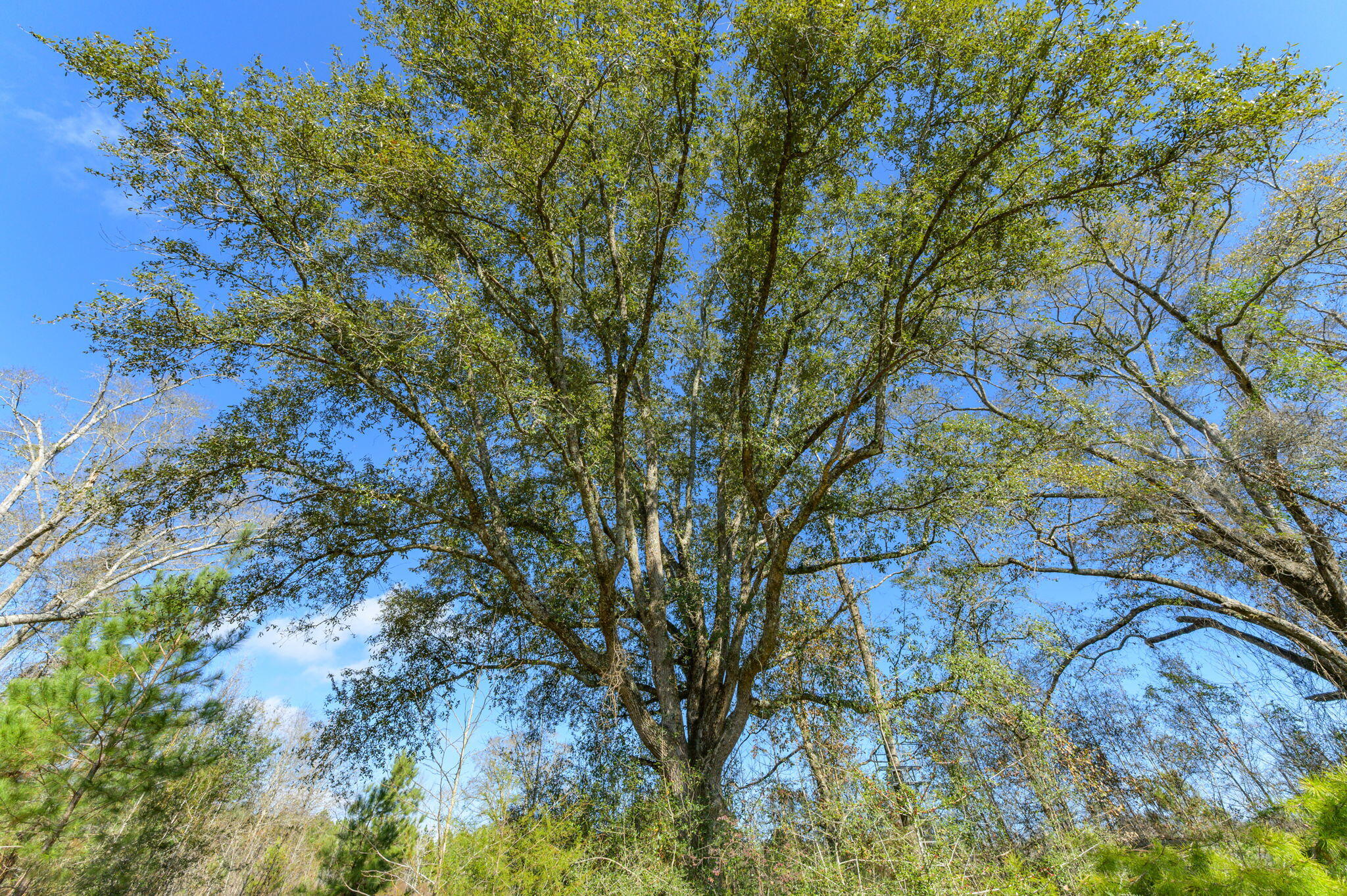 13567 Cotton Road Andalusia, AL 36420 - Photo 44 of 60 a backyard of a house with lots of trees