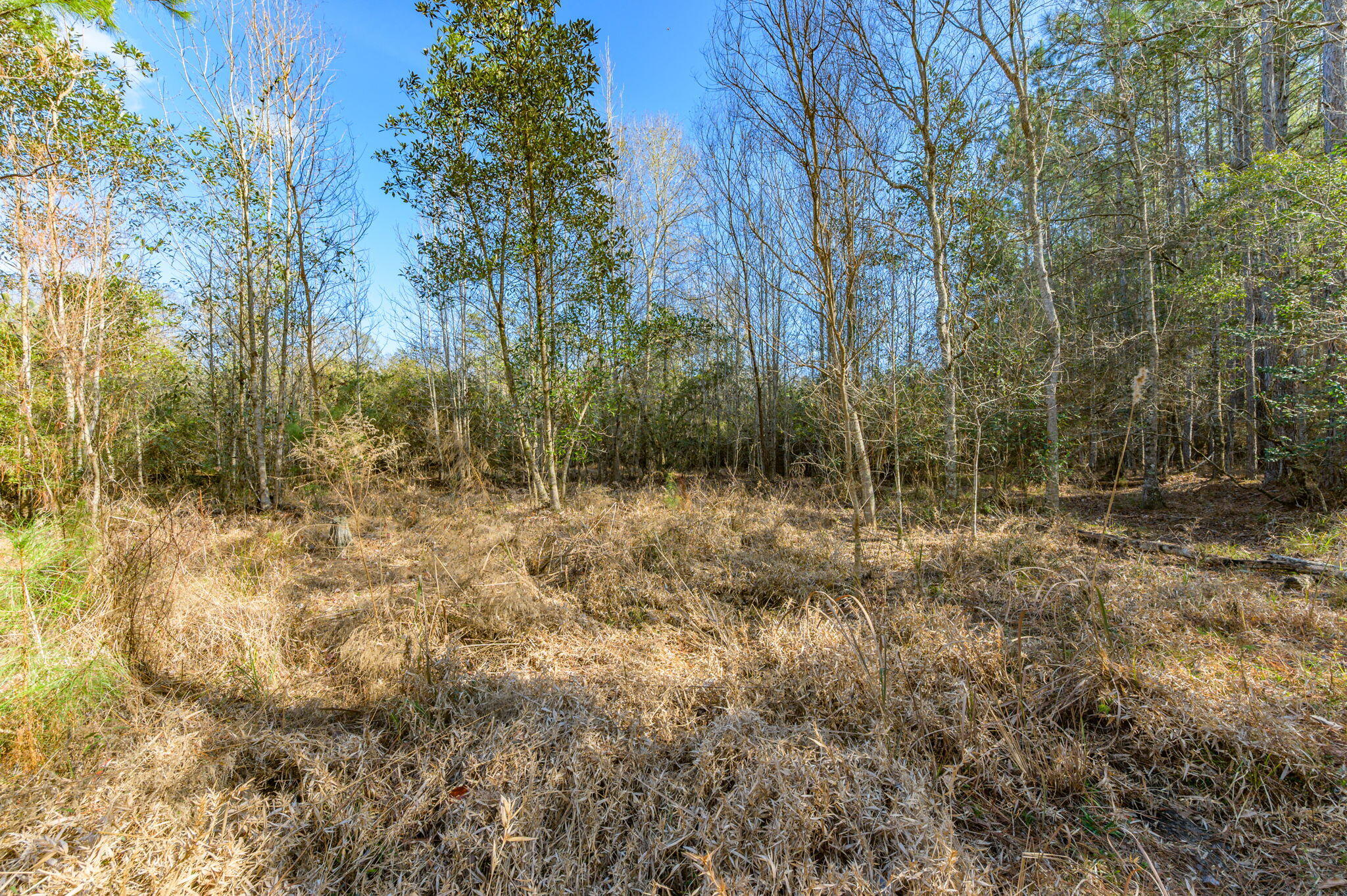 13567 Cotton Road Andalusia, AL 36420 - Photo 6 of 60 a view of backyard with green space