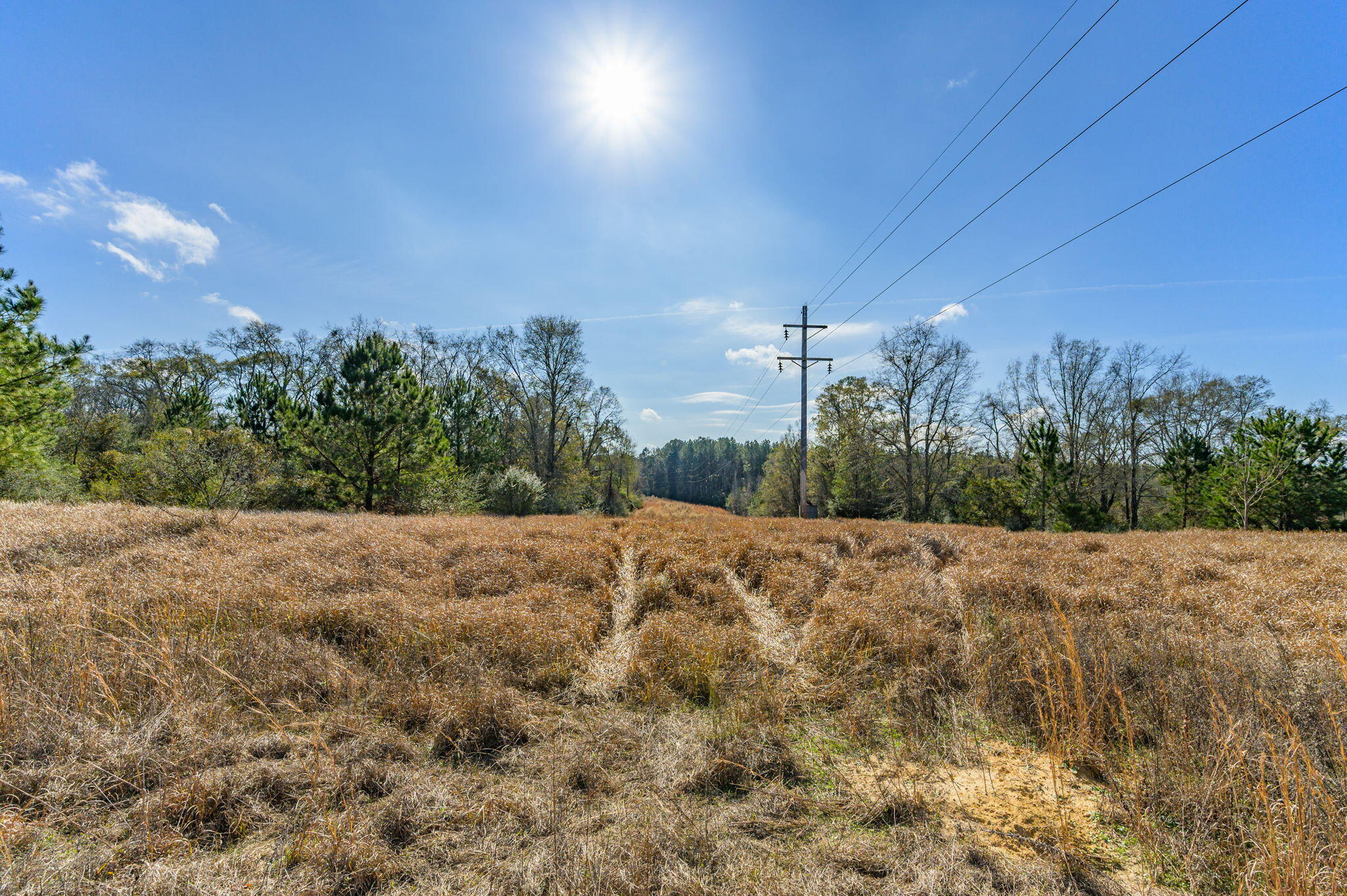 13567 Cotton Road Andalusia, AL 36420 - Photo 8 of 60 a view of a dry yard