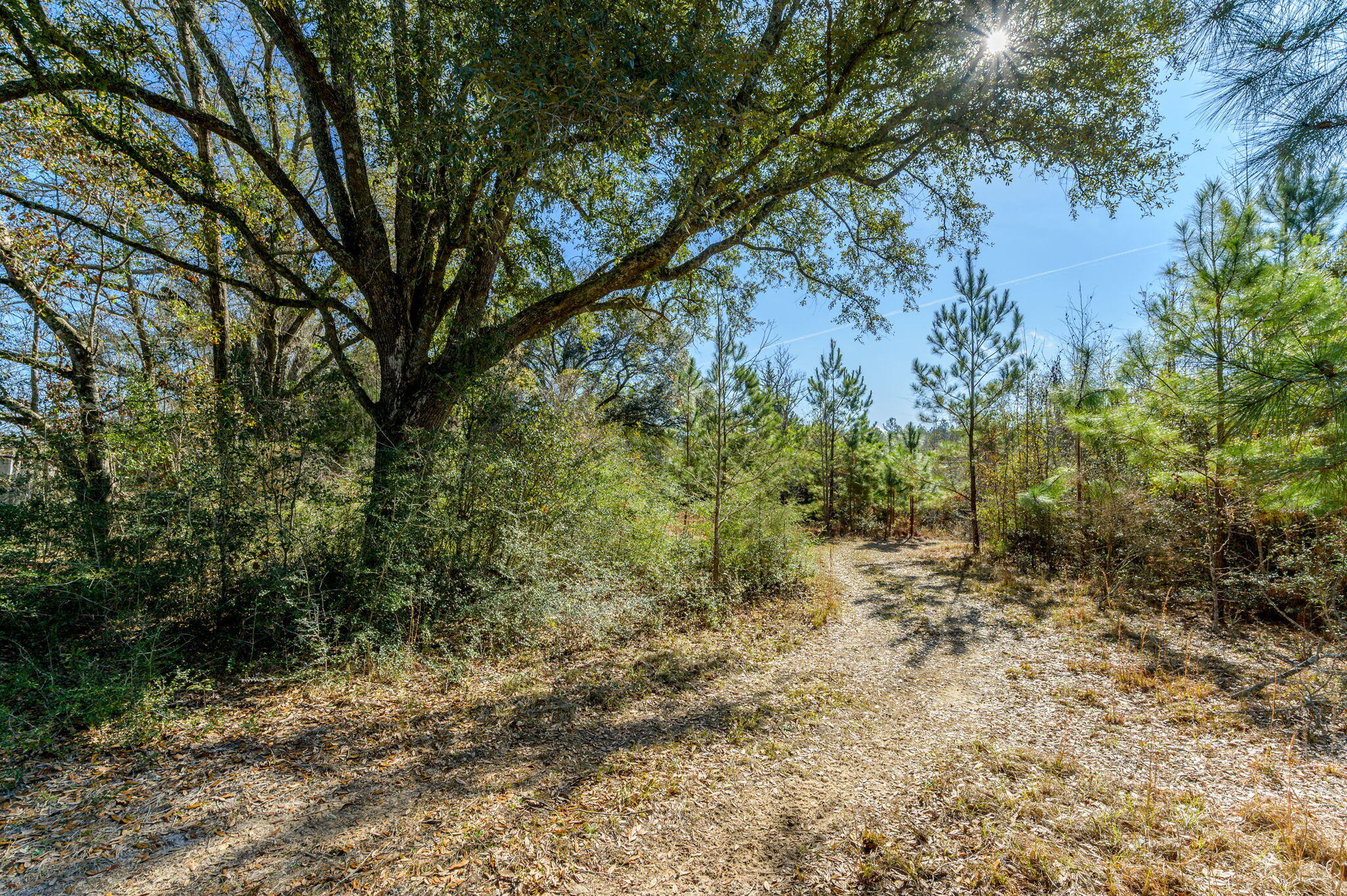 13567 Cotton Road Andalusia, AL 36420 - Photo 10 of 60 a big yard with lots of green space and fog