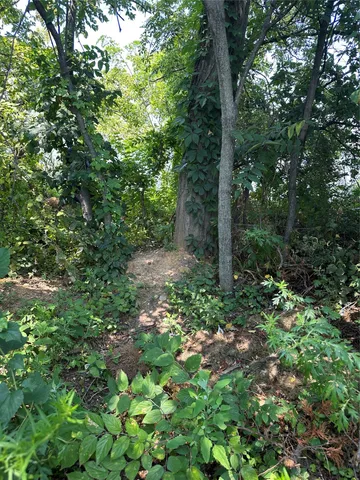 a view of a forest with trees