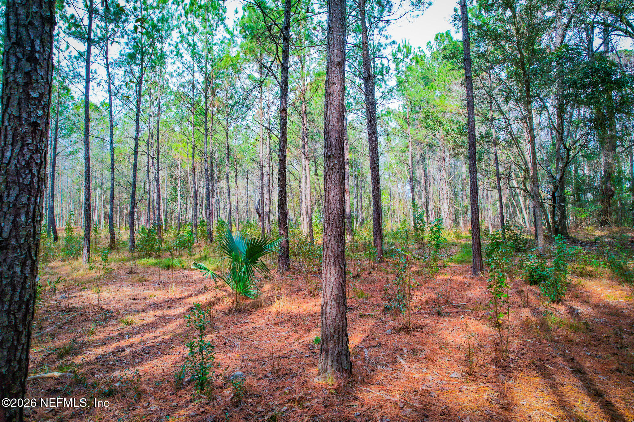 27 Ratliff Road Callahan, FL 32011 - Photo 13 of 21 a view of a backyard with plants and trees