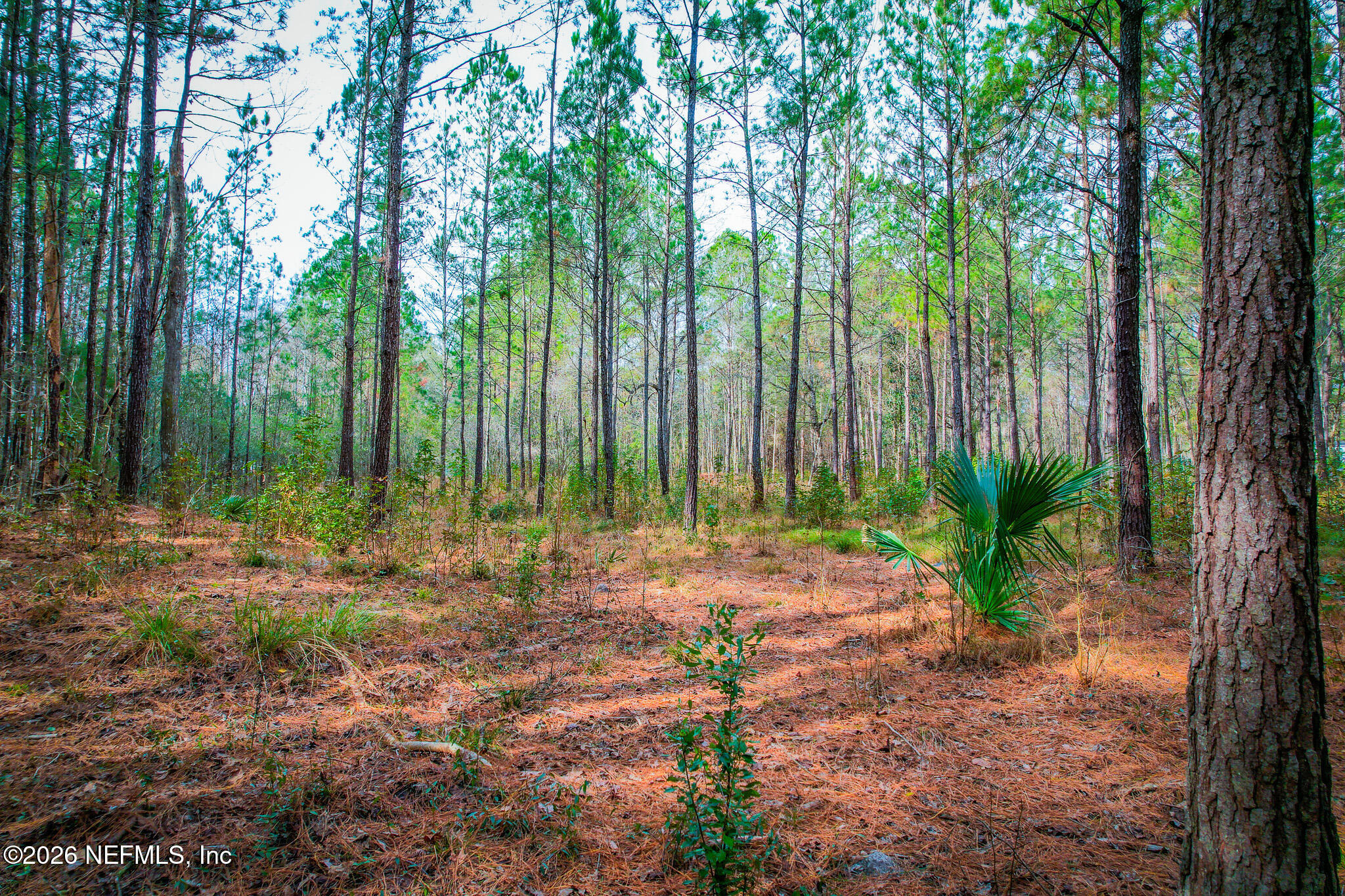 27 Ratliff Road Callahan, FL 32011 - Photo 14 of 21 a view of outdoor space with lots of trees
