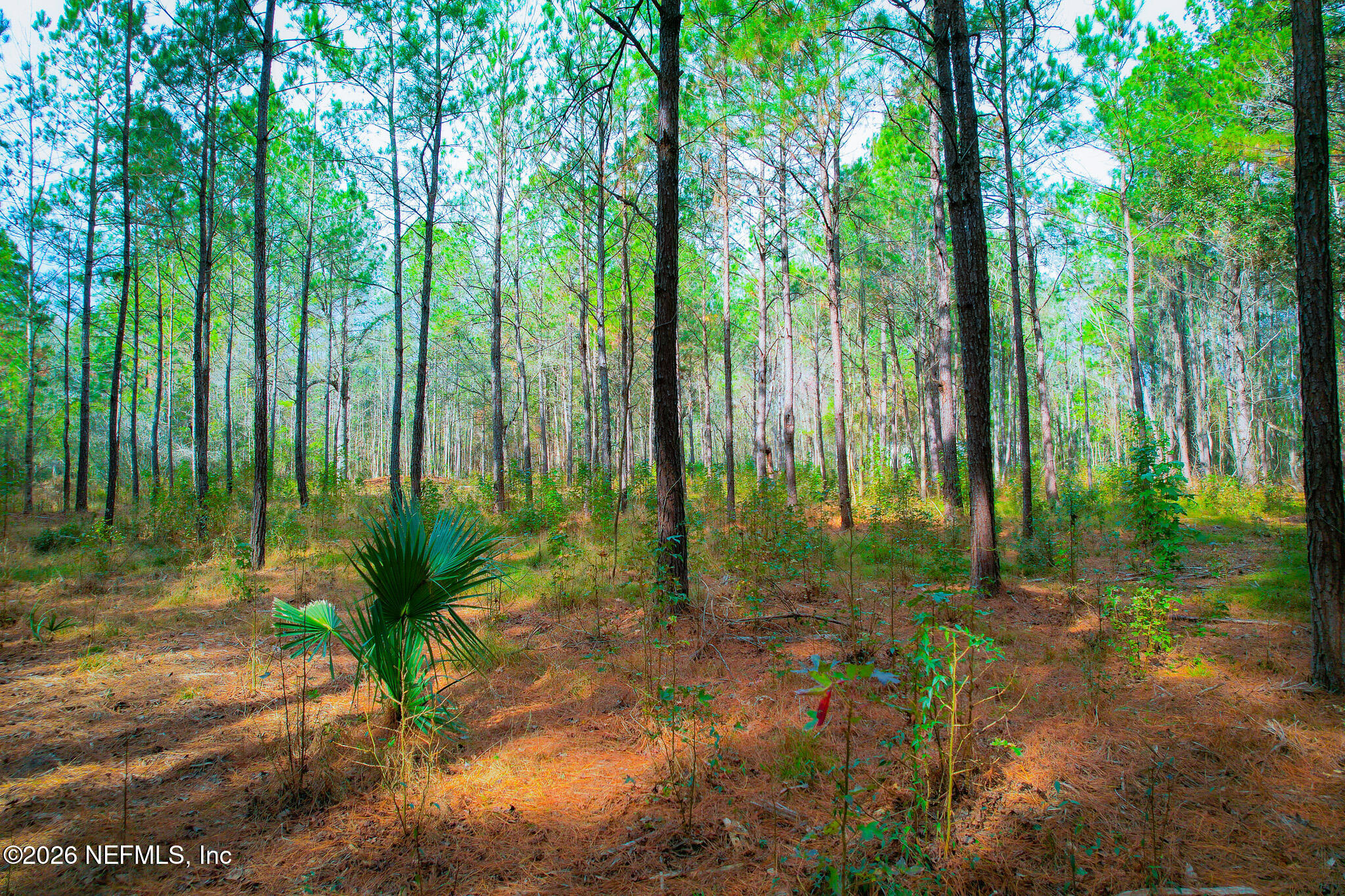27 Ratliff Road Callahan, FL 32011 - Photo 15 of 21 a view of backyard with green space