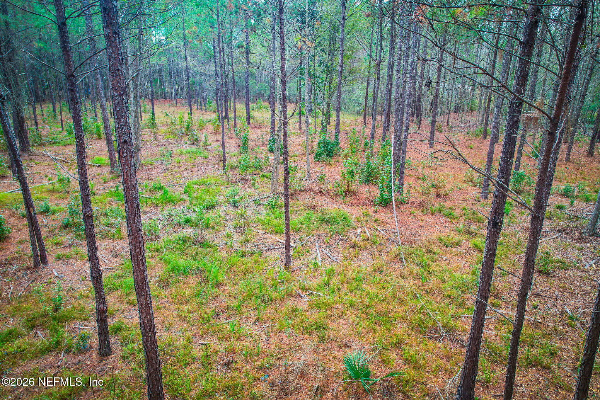 27 Ratliff Road Callahan, FL 32011 - Photo 16 of 21 a view of backyard with a bird bath