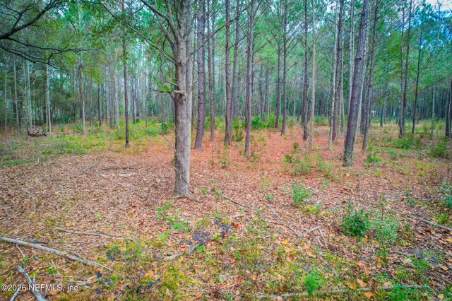 a view of trees in the forest