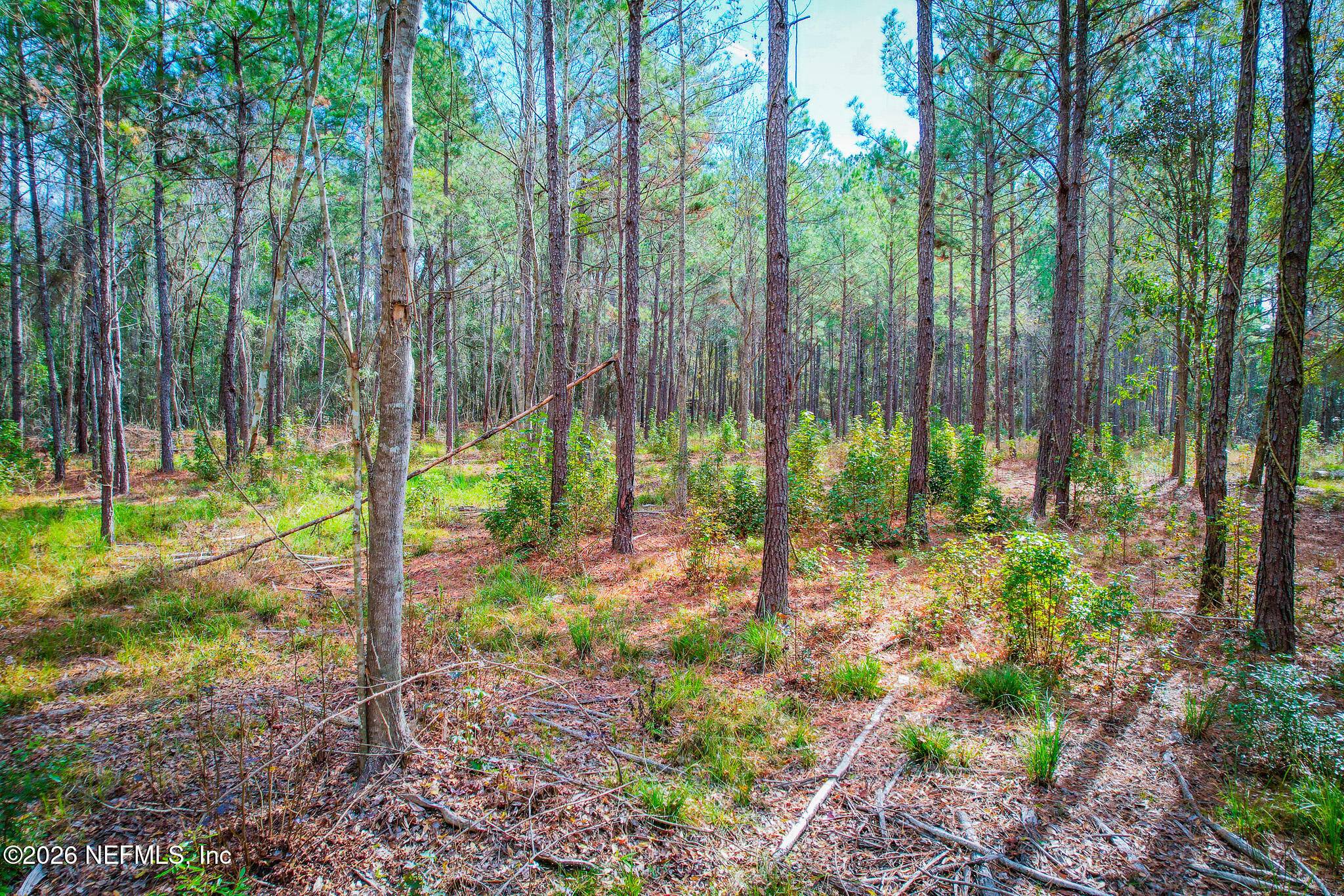 27 Ratliff Road Callahan, FL 32011 - Photo 18 of 21 a view of trees in the forest