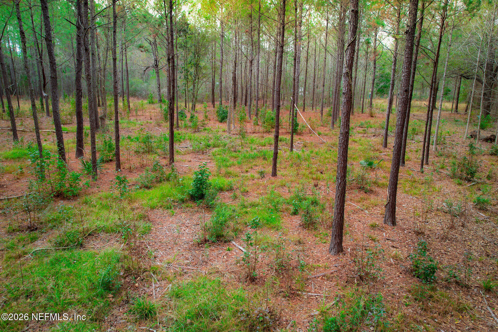 27 Ratliff Road Callahan, FL 32011 - Photo 20 of 21 a view of a backyard with potted plants