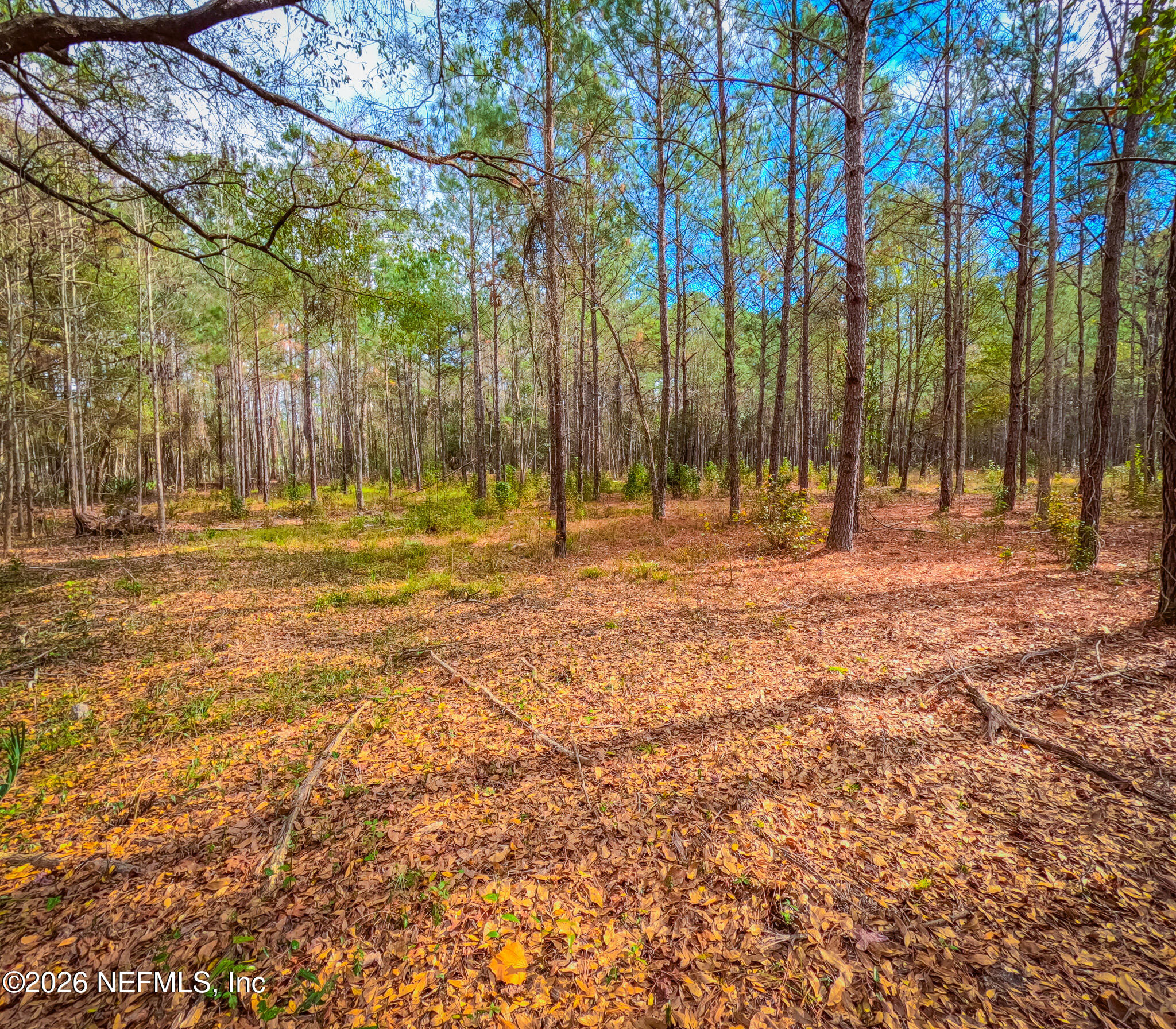 27 Ratliff Road Callahan, FL 32011 - Photo 21 of 21 a backyard of apartments with large trees