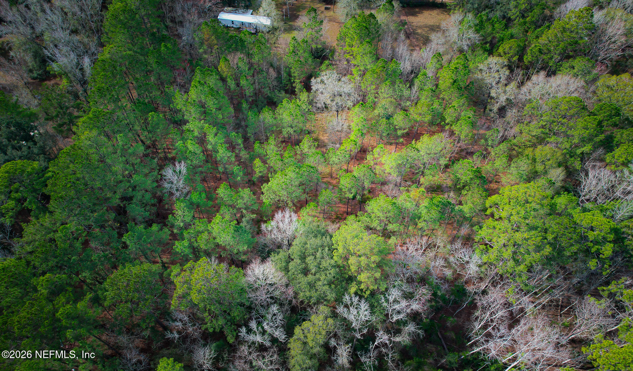 27 Ratliff Road Callahan, FL 32011 - Photo 10 of 21 a view of a lush green forest with lots of trees