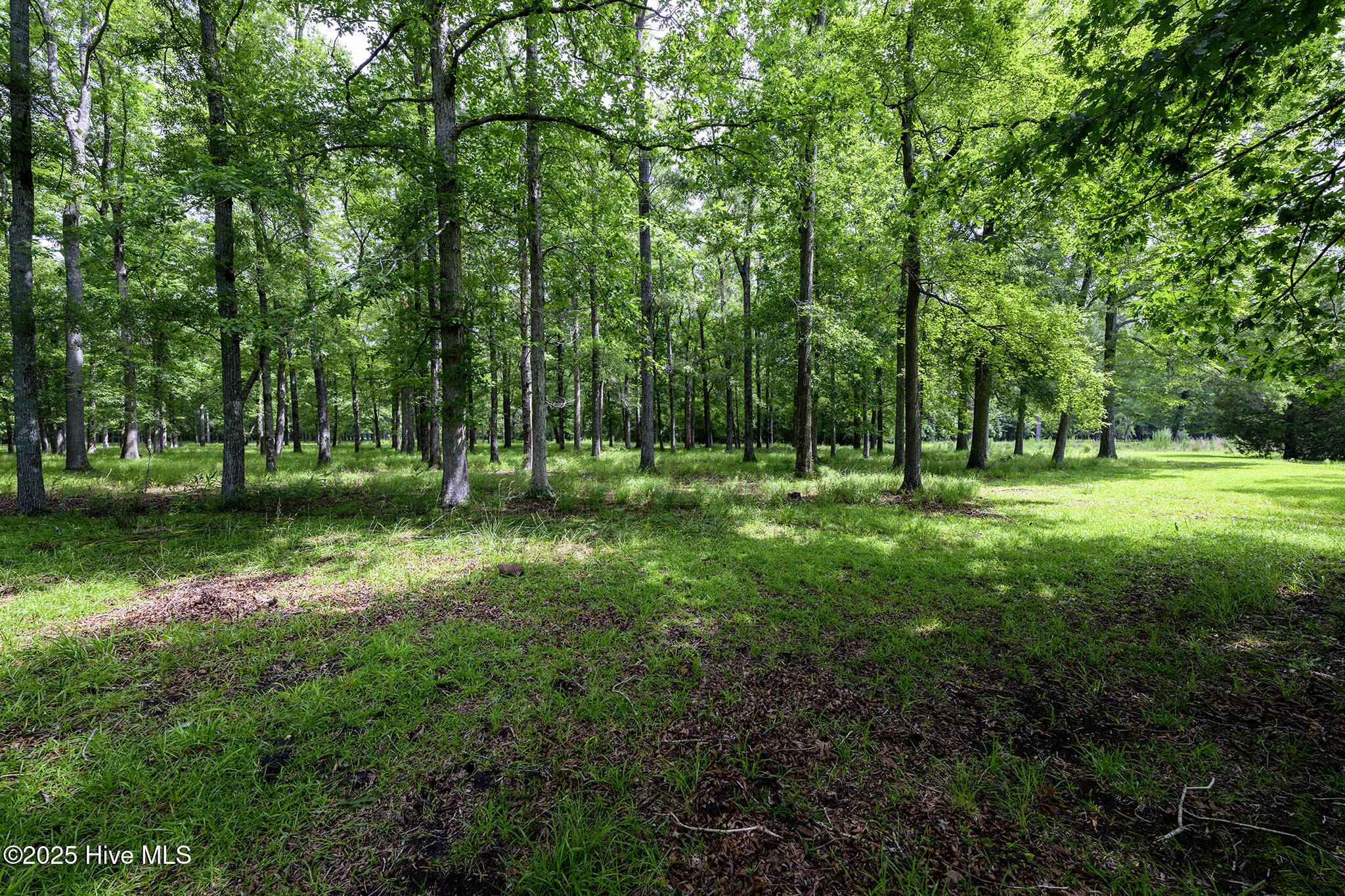 205 Hudnell Road Vanceboro, NC 28586 - Photo 6 of 71 Beautiful Acreage
