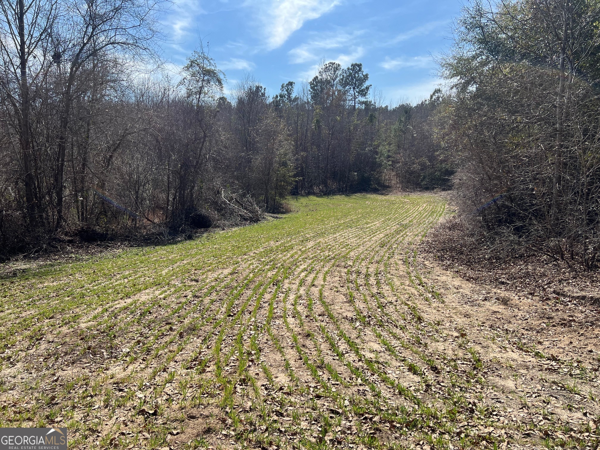a view of a yard with large trees