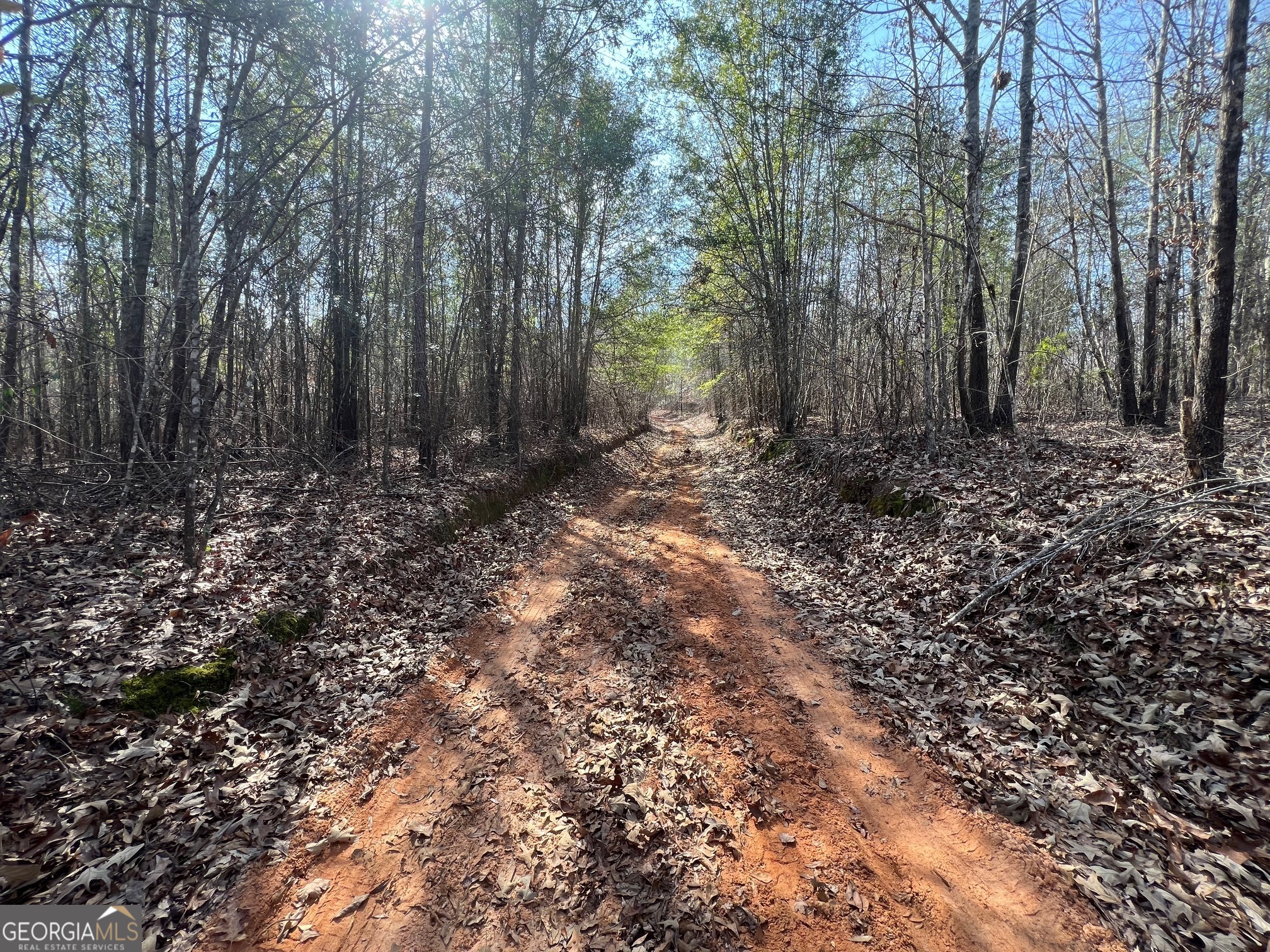 660 Brooks Road Sandersville, GA 31082 - Photo 2 of 16 a view of a forest with trees