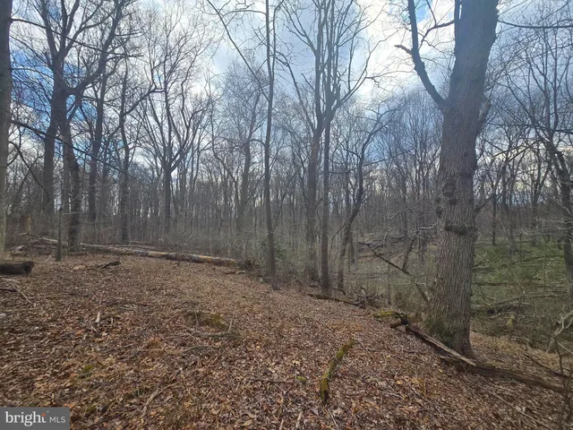 a view of a yard with trees