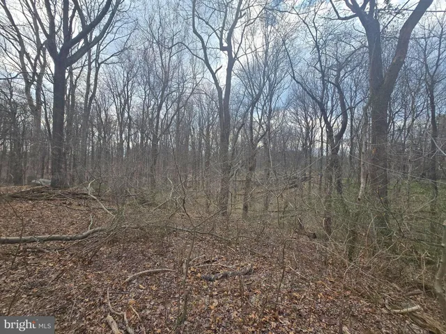a view of a yard with trees