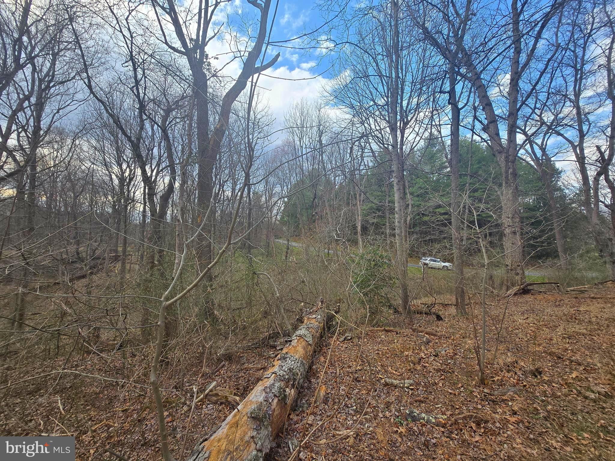 1160 Day Road Sykesville, MD 21784 - Photo 6 of 10 a view of a forest filled with trees