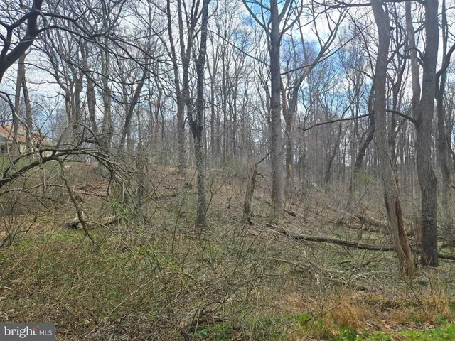 a view of a yard with trees in the background