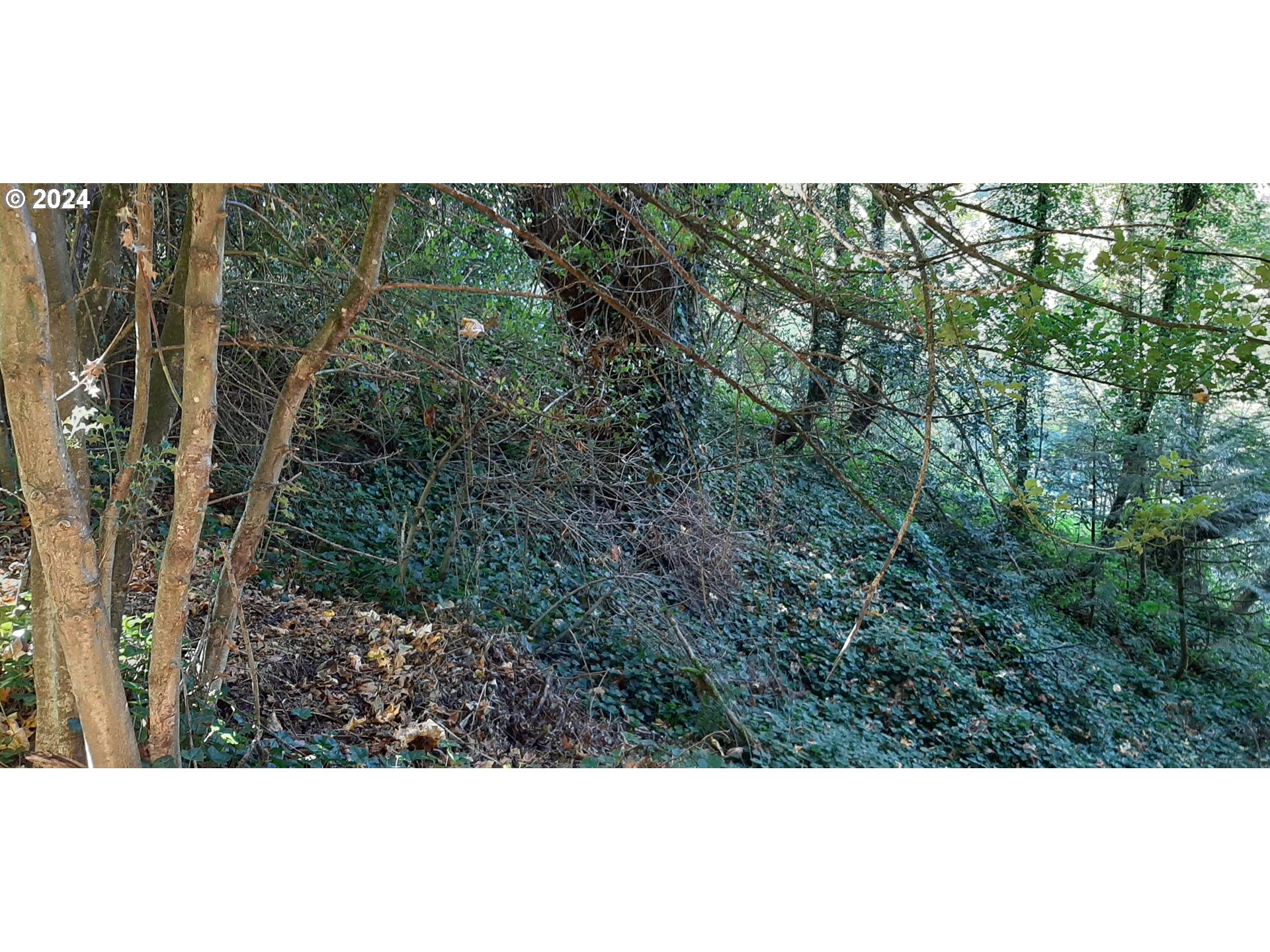 Southwest Champlain Drive Portland, OR 97205 - Photo 5 of 7 a view of a forest with a city