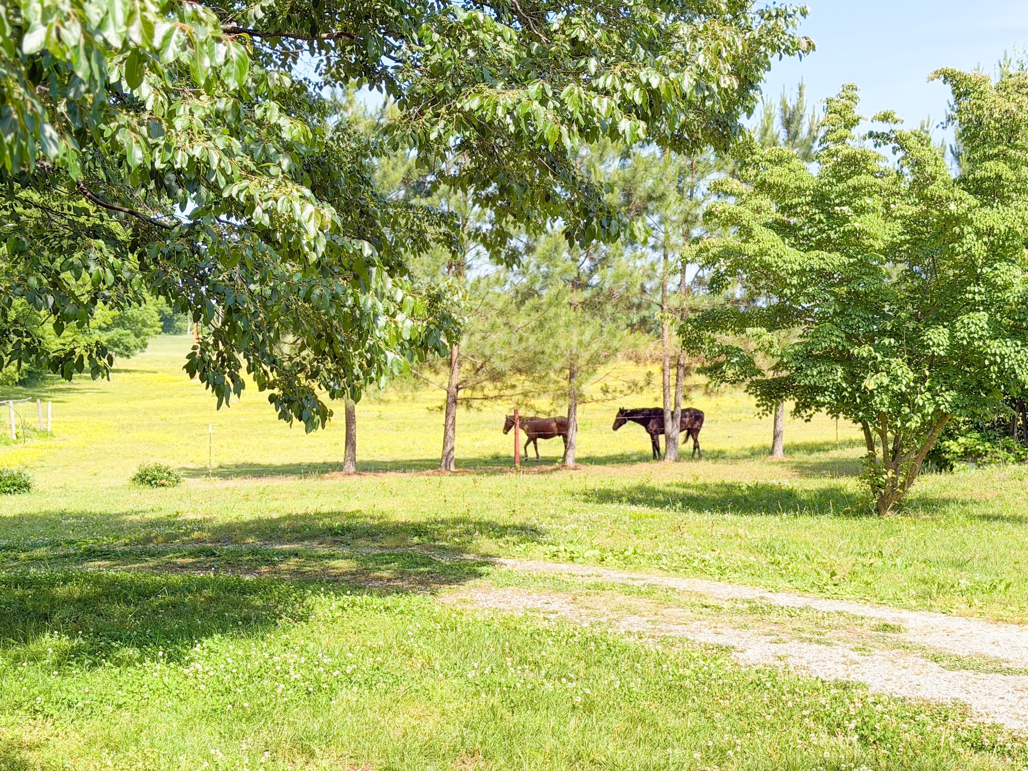 3800 Salem Road Minor Hill, TN 38473 - Photo 50 of 53