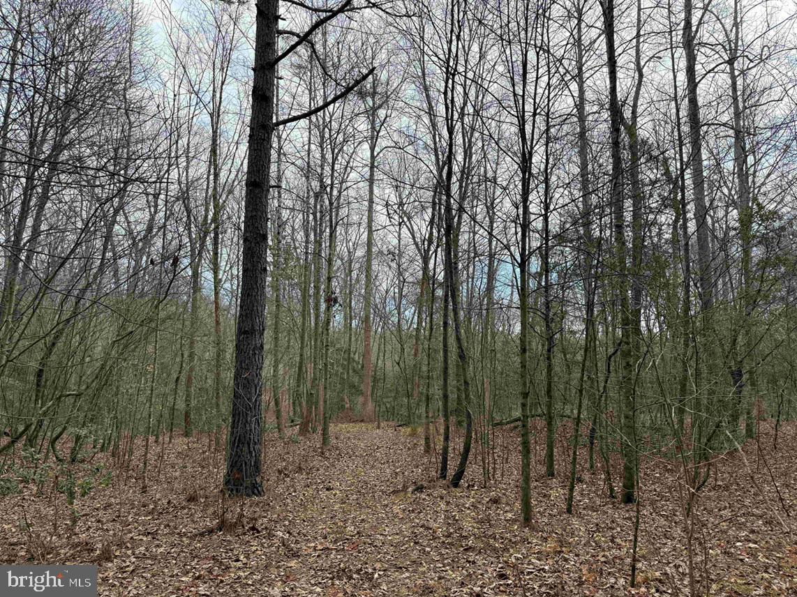 Cedar Field Road Warsaw, VA 22572 - Photo 11 of 14 a view of a forest filled with trees