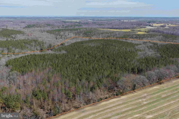 a view of forest