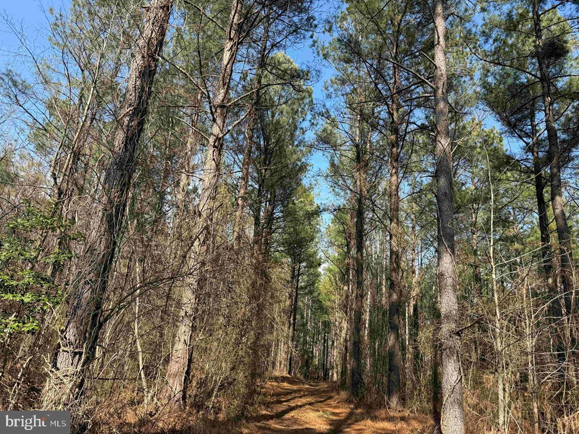 Cedar Field Road Warsaw, VA 22572 - Photo 3 of 14 a view of forest