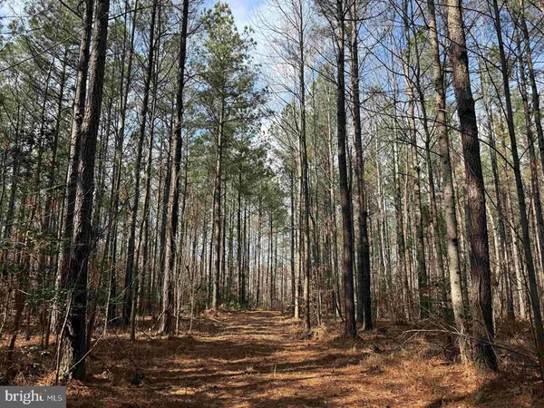 a view of forest