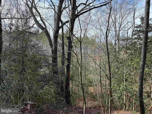 a view of a forest with trees in the background