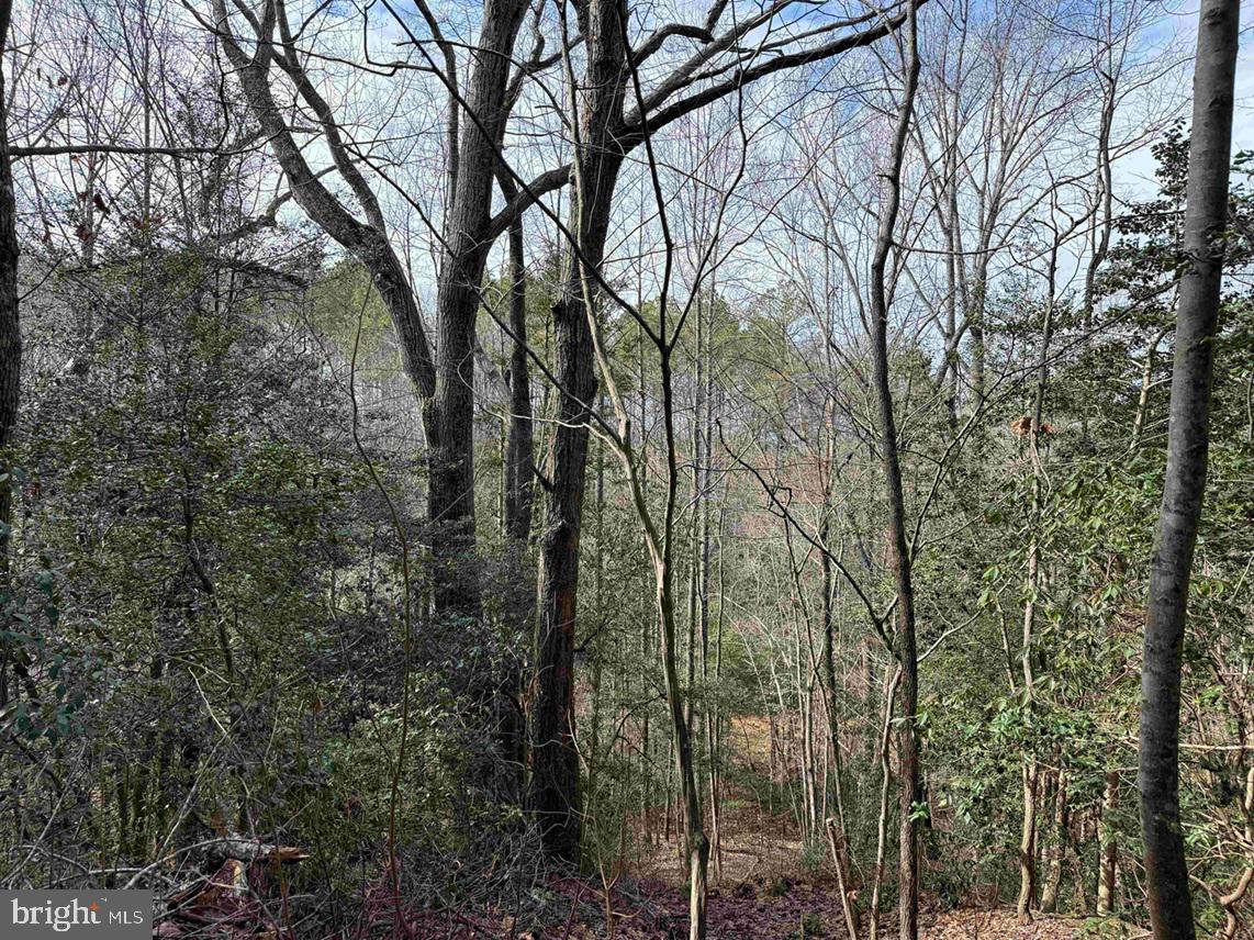 Cedar Field Road Warsaw, VA 22572 - Photo 5 of 14 a view of forest