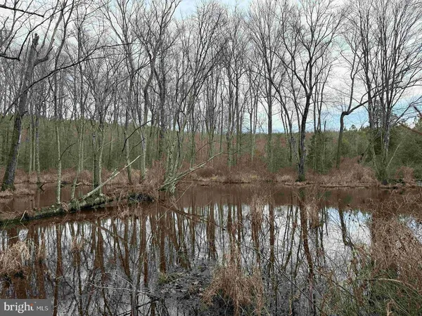 a view of a forest filled with trees
