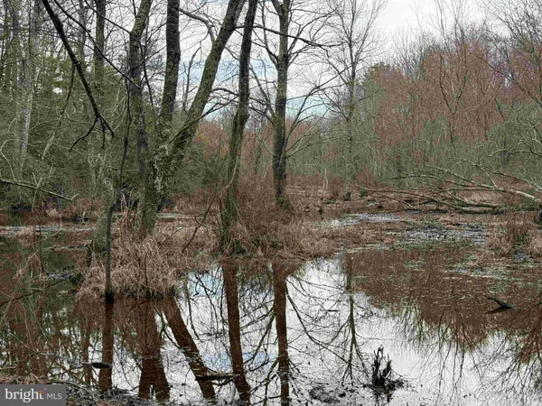 a view of a forest filled with trees