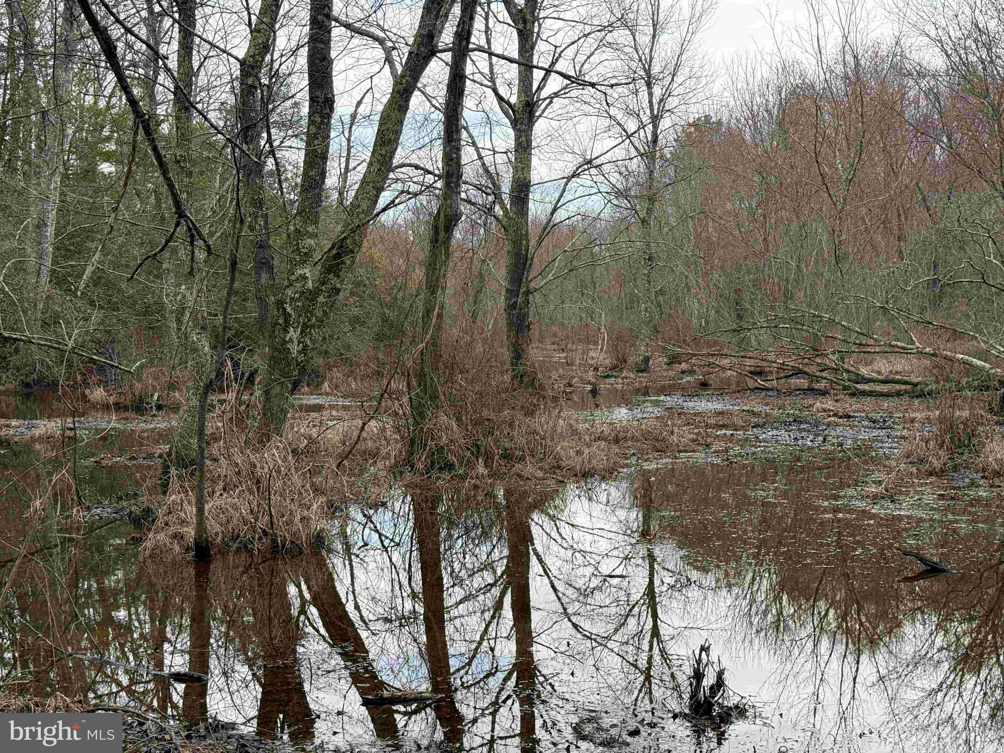 Cedar Field Road Warsaw, VA 22572 - Photo 10 of 14 a view of a forest filled with trees