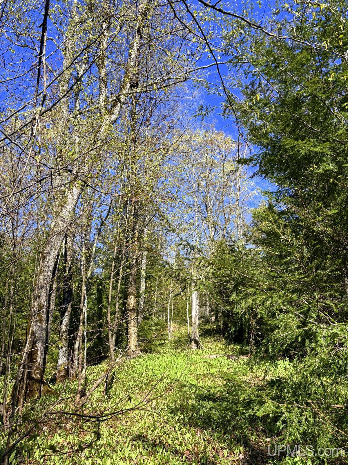 Tbd Tbd Townline Road Skandia, MI 49885 - Photo 21 of 58