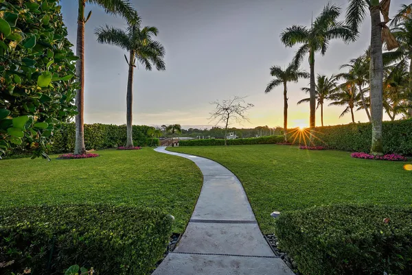 a view of a garden with a palm tree