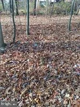 a view of a yard with trees